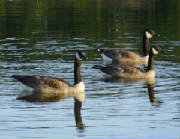 candaGeeseScienceNorth_cropped_HPIM9347.JPG